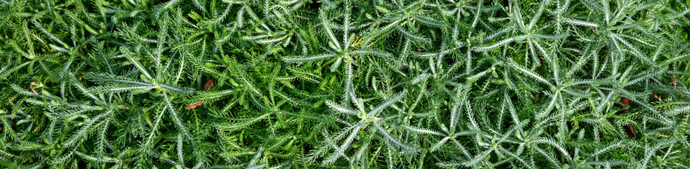 Closeup of low growing bush with feathery silver green leaves, as a nature background
