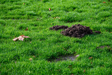 Fresh pile of dirt from a mole hole in a lush green lawn covered with early morning dew
