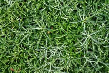 Closeup of low growing bush with feathery silver green leaves, as a nature background
