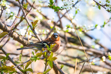 Common chaffinch, Fringilla coelebs, sits on a branch in spring on green background. Common chaffinch in wildlife.