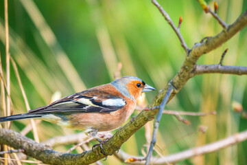 Common chaffinch, Fringilla coelebs, sits on a branch in spring on green background. Common chaffinch in wildlife.
