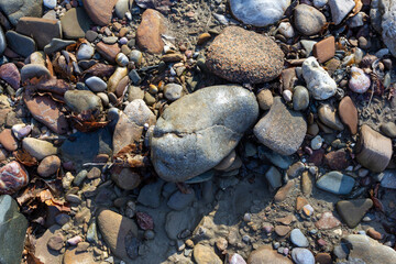 Autumn, the shallow stone-sandy bottom of a mountain river in the rays of the morning sun, close-up.