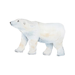 Watercolor illustration animals, white polar bear