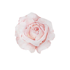 Watercolor floral illustration, light pink delicate rose