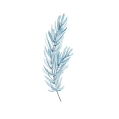 Watercolor illustration winter greenery, pine blue branch