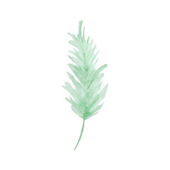 Watercolor illustration winter greenery, pine light green branch