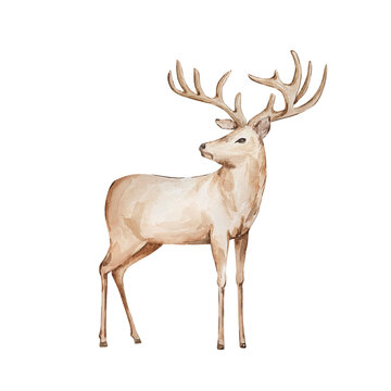 Watercolor illustration animals, brown deer