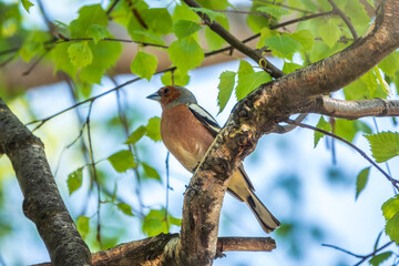 Common chaffinch, Fringilla coelebs, sits on a branch in spring on green background. Common chaffinch in wildlife.