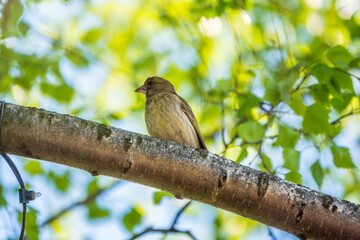 Green and yellow songbird, The European greenfinch sitting on a branch in spring.