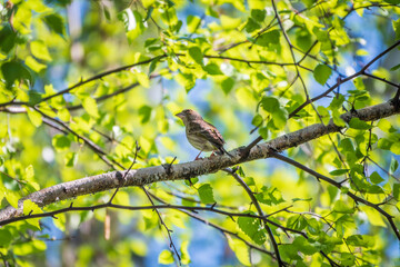 Green and yellow songbird, The European greenfinch sitting on a branch in spring.