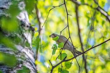 Green and yellow songbird, The European greenfinch sitting on a branch in spring.