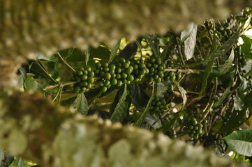 pepper plant, suitable as a background image, menu, spices, etc

