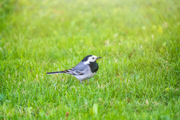 Cute bird white wagtail, Motacilla alba standing on a green lawn in spring.