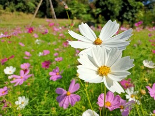 Fototapeta premium daisies in a field