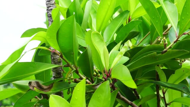 Ardisia elliptica (shoebutton ardisia, duck's eye and coralberry) with a natural background. Indonesian call it lempeni