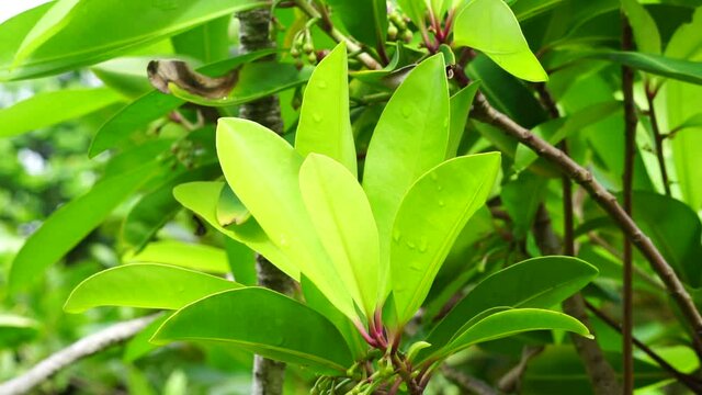Ardisia elliptica (shoebutton ardisia, duck's eye and coralberry) with a natural background. Indonesian call it lempeni
