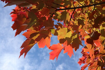 Branch of Maple Leaves