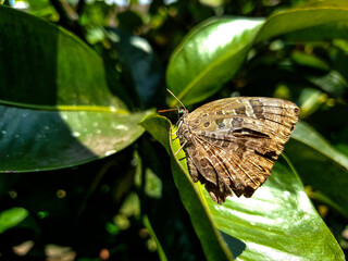 butterfly on leaf background