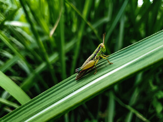 Close up grasshopper on the grass leaf background beautiful nature toning spring nature design