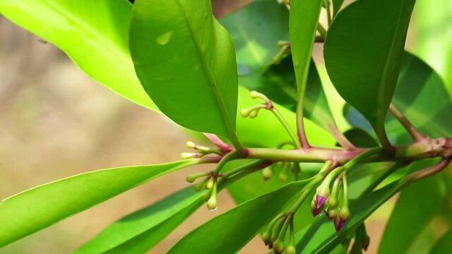 Ardisia elliptica (shoebutton ardisia, duck's eye and coralberry) with a natural background. Indonesian call it lempeni