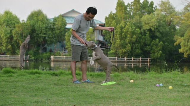 Dog trainer are training puppy bully dog. Super dad playing with funny puppy dog American bully