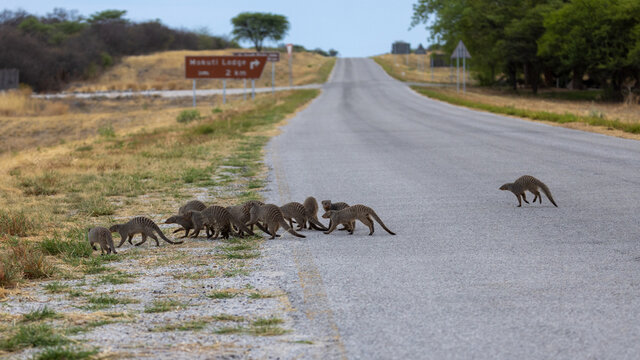 Eine Gruppe Zebramangusten quert die Strasse vor dem Eingang zum Etosha Nationalpark