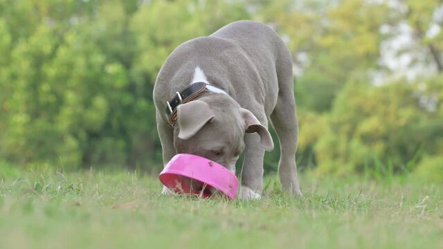 A dog is eating in a bowl in the front yard. American bully dog. Funny dog puppy. Dog eating food