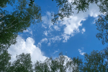 The blue sky is framed by green tree crowns. Nature, summer landscape.