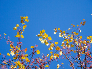 autumn branches with yellow leaves against the sky, selective focus, copy space