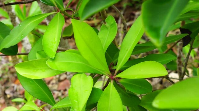 Ardisia elliptica (shoebutton ardisia, duck's eye and coralberry) with a natural background. Indonesian call it lempeni