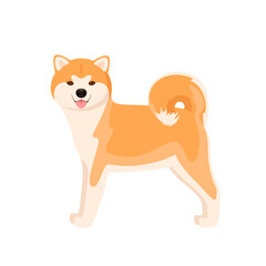 Funny akita on a white background. A dog in a cartoon design.
