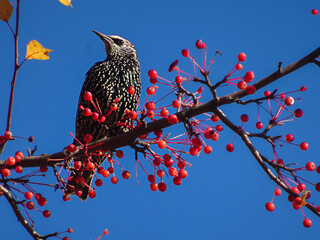 Starling on a decorative apple tree branch with autumn leaves against the sky, selective focus