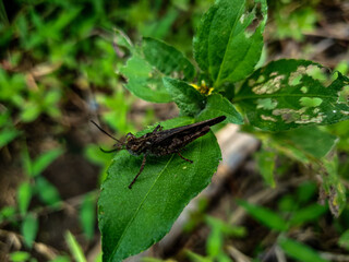 Insect on a leaf