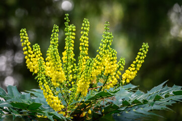 Cheerful bright yellow flowers of a fall blooming Mahonia, as a nature background
