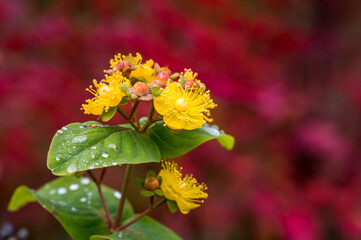 Bright yellow flowers of a Hypericum blooming in a fall garden against a red background
