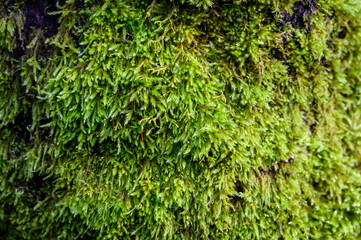 Lush green moss growing on a tree trunk in a winter woodland, as a nature background
