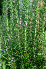 Fototapeta na wymiar Healthy rosemary plant growing in a kitchen garden, a study in pattern and texture, as a nature background 