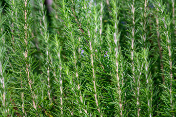 Healthy rosemary plant growing in a kitchen garden, a study in pattern and texture, as a nature background
