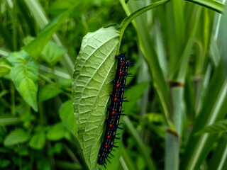 Close up caterpillar on leaf