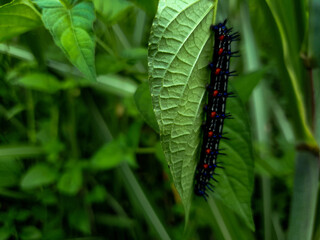 caterpillar on a leaf background