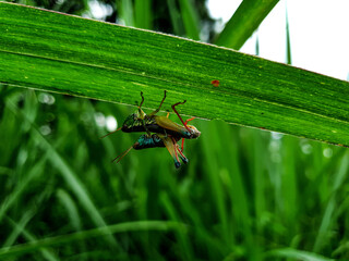 Mating grasshopper under a leaf grass