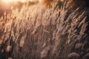Obraz premium Pampas Grass outdoor. Abstract background with trendy dry reed. Soft focus, blurred background