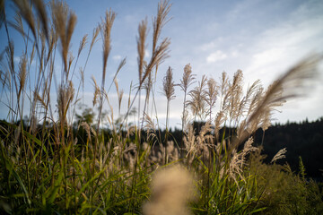 夕日を浴びて光るススキ
