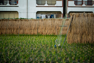 刈り取られた稲