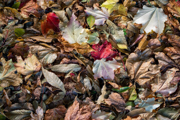 色とりどりの落ち葉