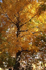 Yellow Fall Tree
