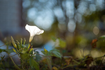 日差しを浴びて光る朝顔