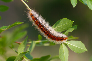 butterfly caterpillar perched on a leaf