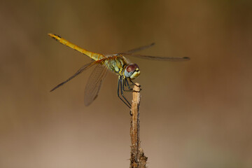 dragonfly clinging to a dry branch waiting for its prey