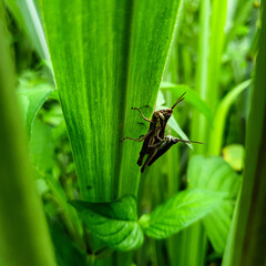 bug on a leaf background nature